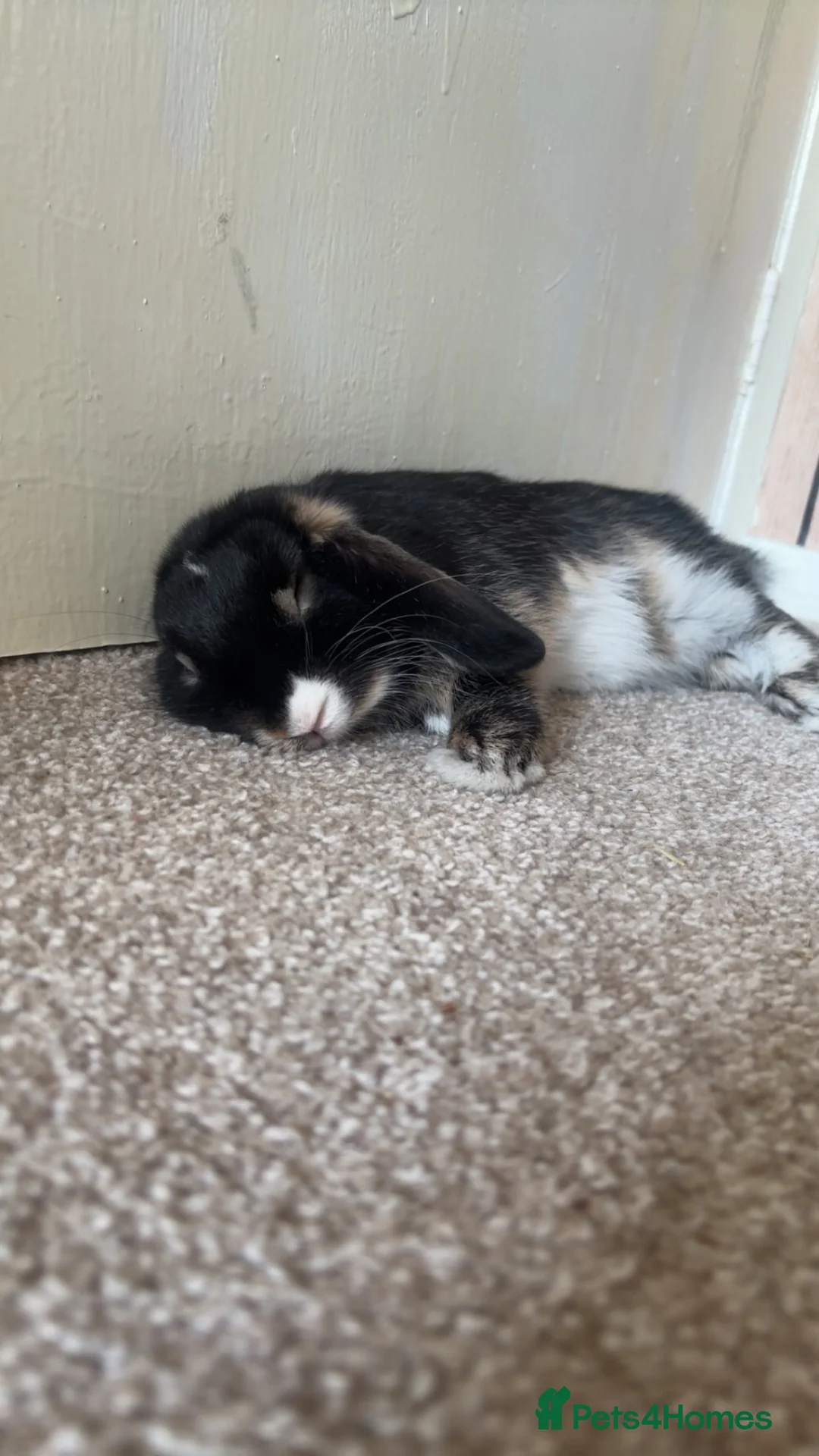 Mini Lion Lop rabbits for sale: Mini lop and set up. - Advert 2