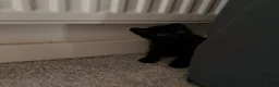 Domestic Shorthair cats for sale: 4 kittens for sale!  in Spalding - Advert 7