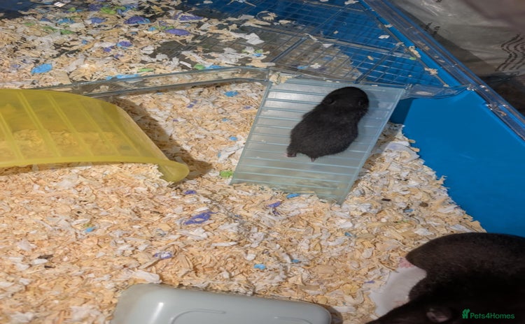 Hamster rodents - Advert 2
