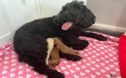 Cockapoo dogs for stud: Proven F/F Red Cockapoo DNA Tested - For Stud in Coventry - Image 13