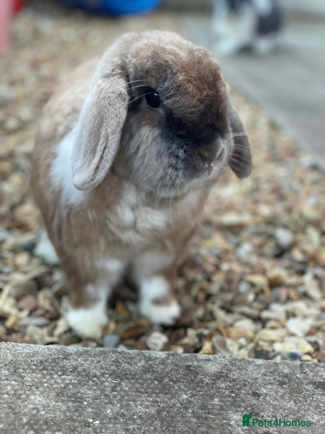 English Lop rabbits for sale: 2 x Male Lop Rabbits - Advert 2