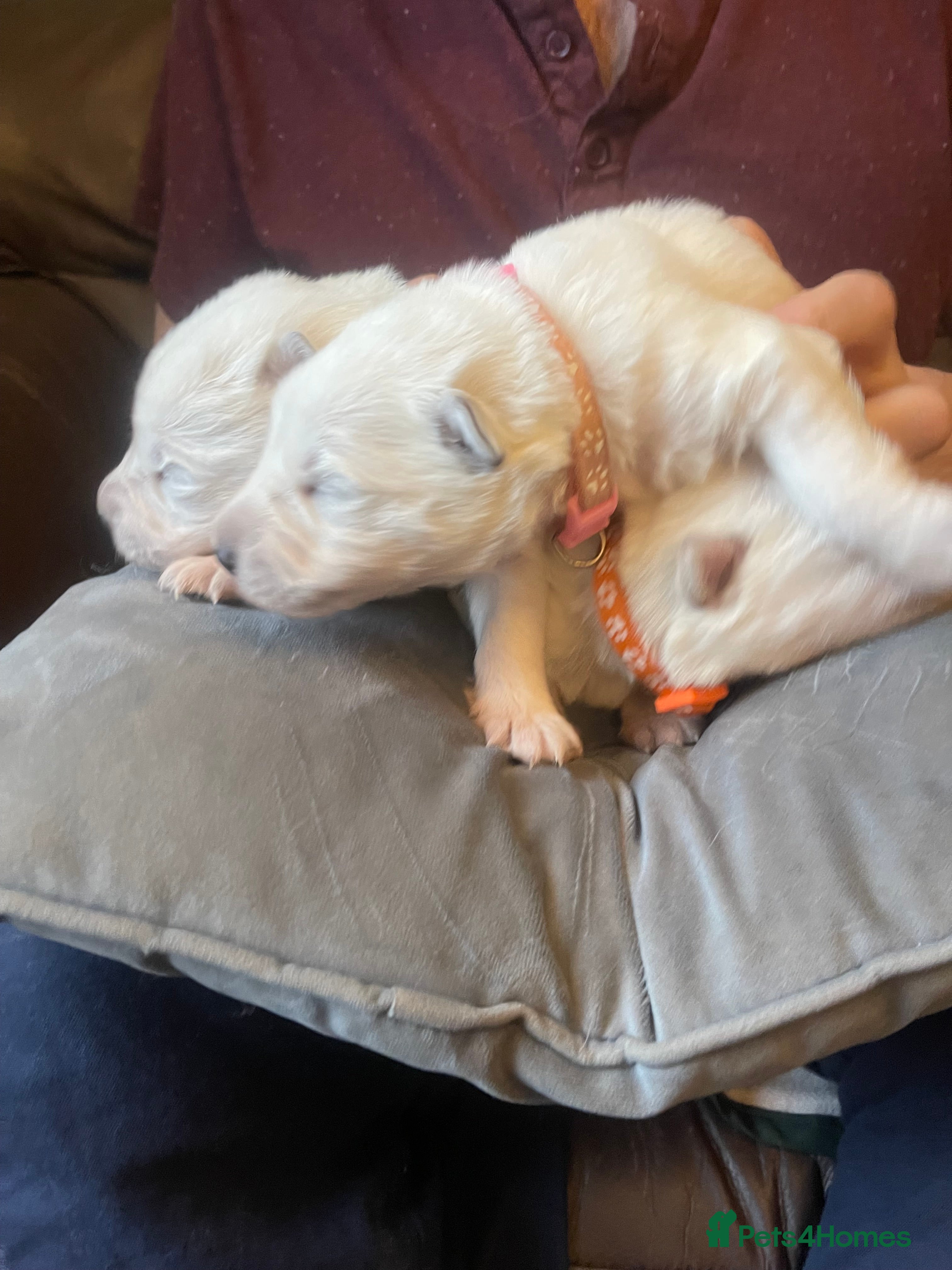 German Shepherd dogs Stunning Mix KC Registered Long Hair GSD DM Clear - Advert 2