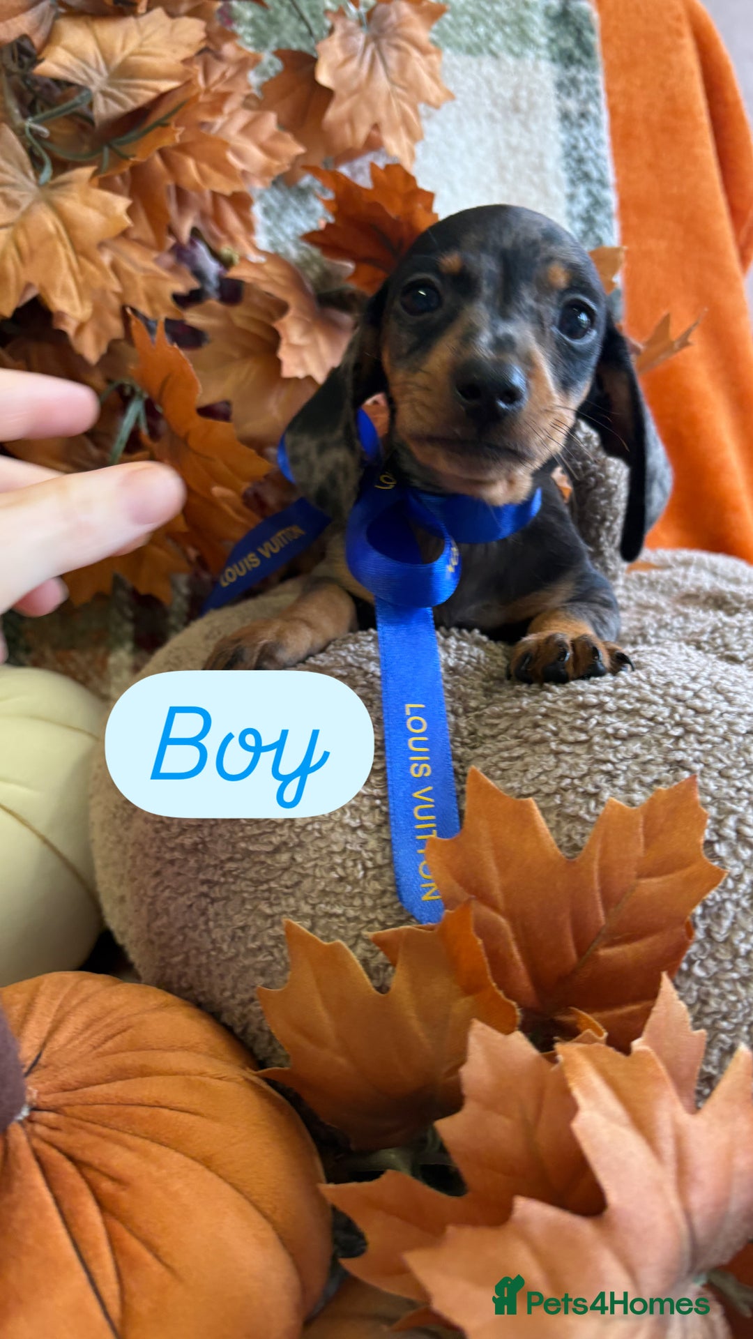 Dachshund dogs for sale: Beautiful dachshund puppies  - Image 7