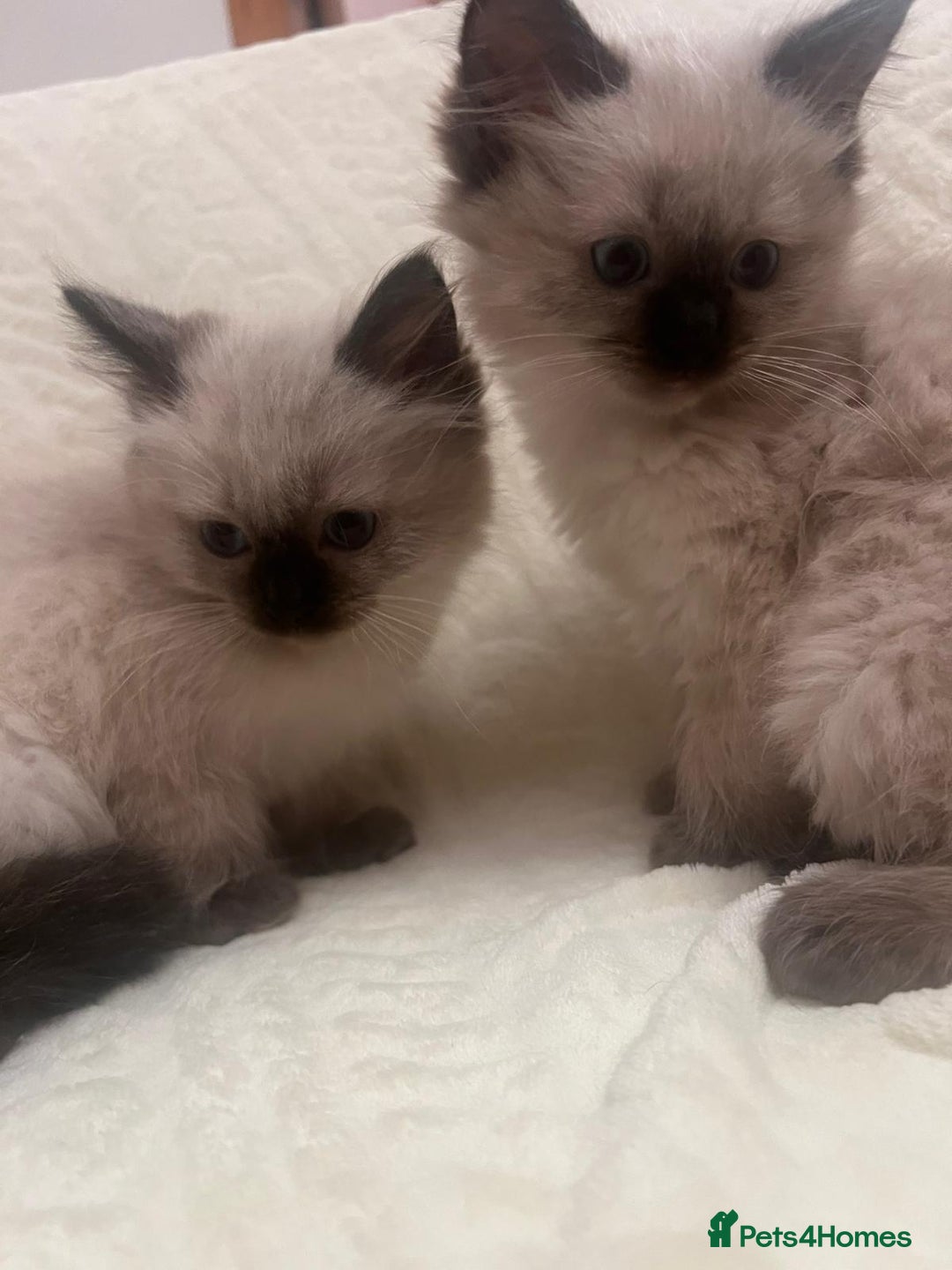 Ragdoll cats for sale: GCCF Ragdolls kitten  - Advert 4