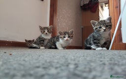 Mixed Breed cats for sale: 4 cute little female kittens for sale - Image 9