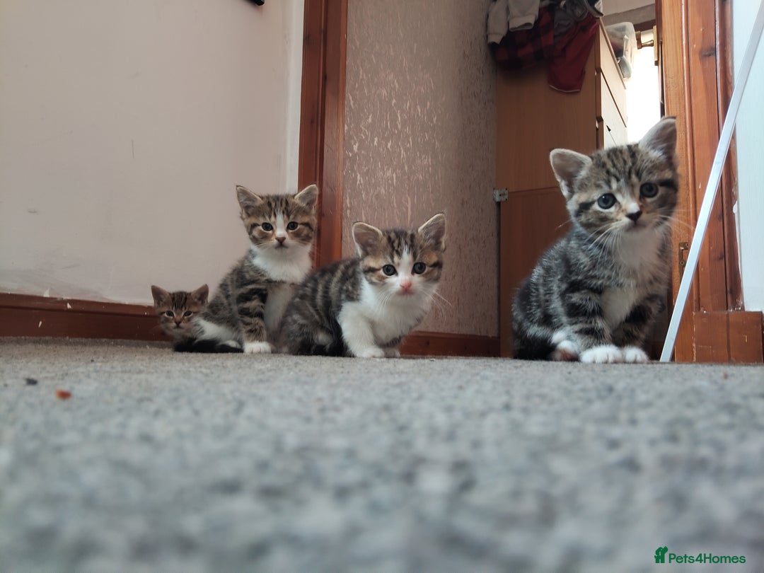 Mixed Breed cats for sale: 4 cute little female kittens for sale - Image 9