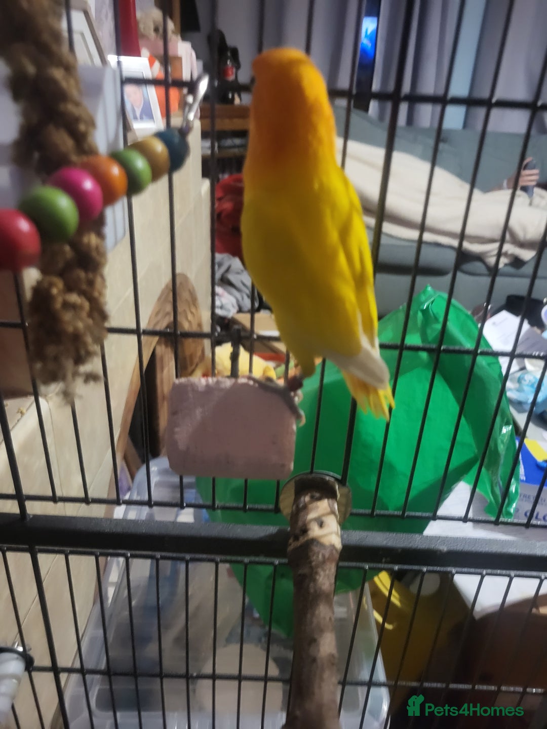 Lovebirds birds for sale: Mango for sale - Advert 3