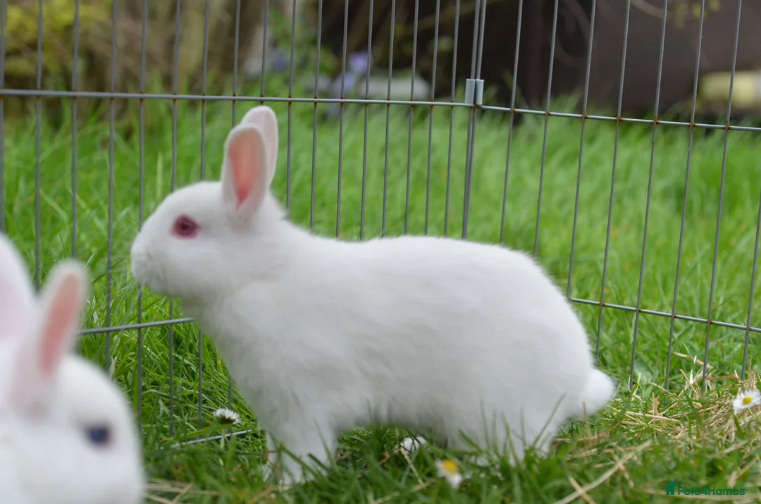 Netherland Dwarf rabbits for sale: Male Netherland Dwarf Rabbit - Advert 2