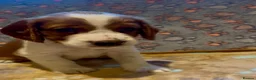 Welsh Springer Spaniel dogs for sale: Welshie 🏴󠁧󠁢󠁷󠁬󠁳󠁿 pups health tested parents  - Advert 9