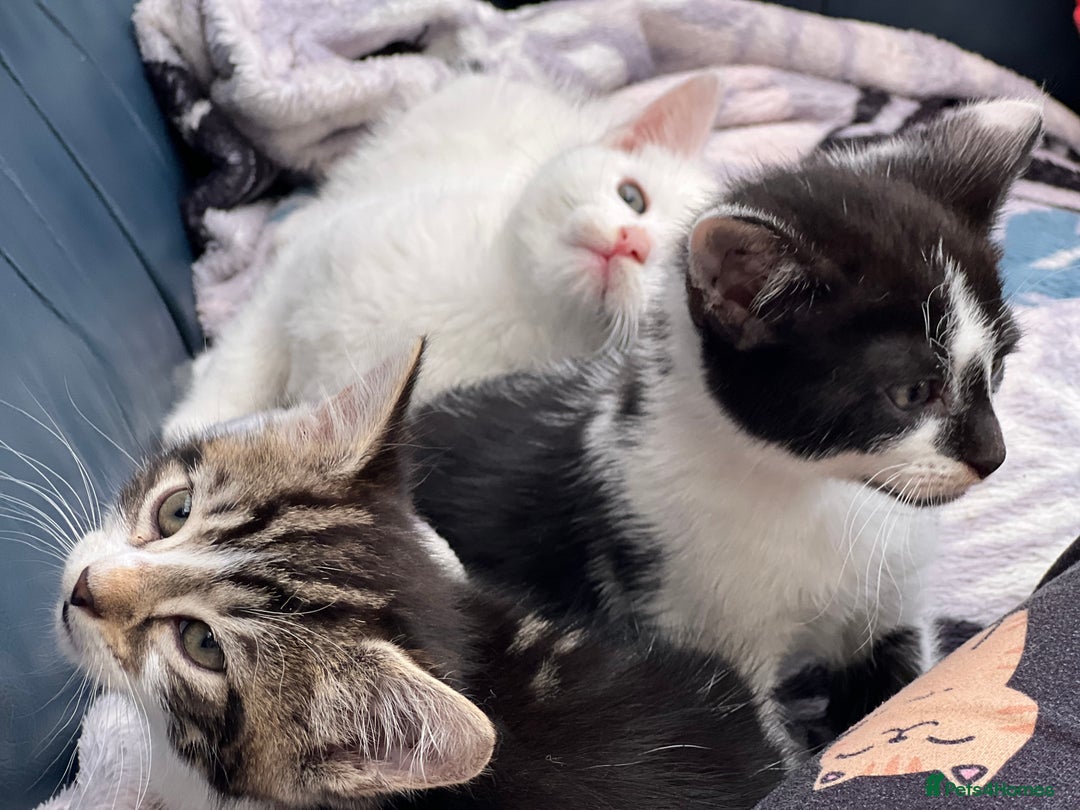 Mixed Breed cats for sale: Cross taby for sale  - Image 3