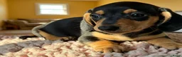 Miniature Dachshund dogs for sale: Adorable Miniature Dachshund Puppies - Advert 7