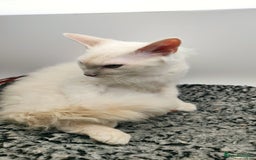 LaPerm cats for sale: Lilac point longhaired curly LaPerm kitten - Image 10