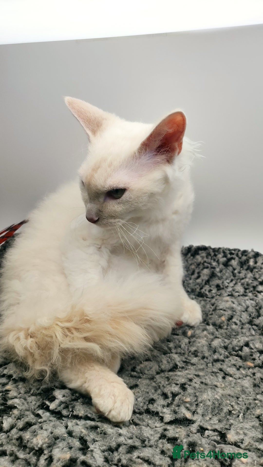 LaPerm cats for sale: Lilac point longhaired curly LaPerm kitten - Image 10