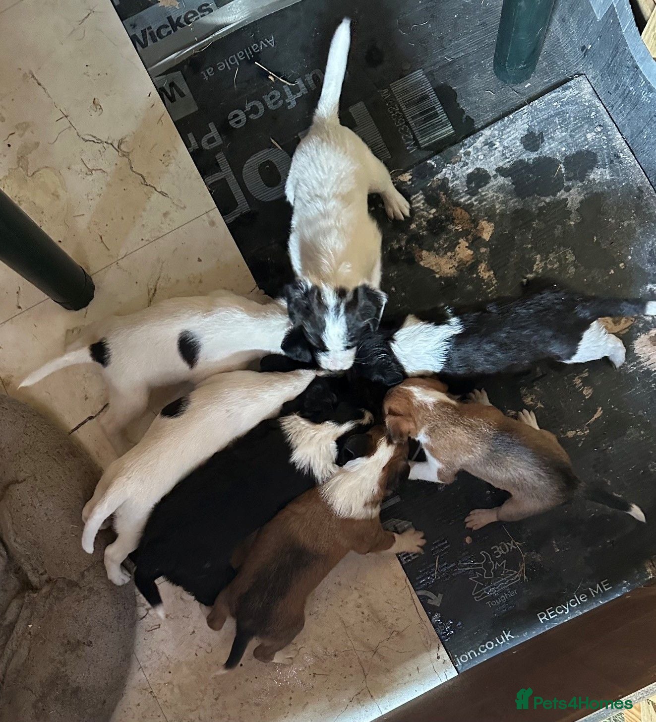 Mixed Breed dogs Cutest jack russell / spaniel / collie mix - Advert 1