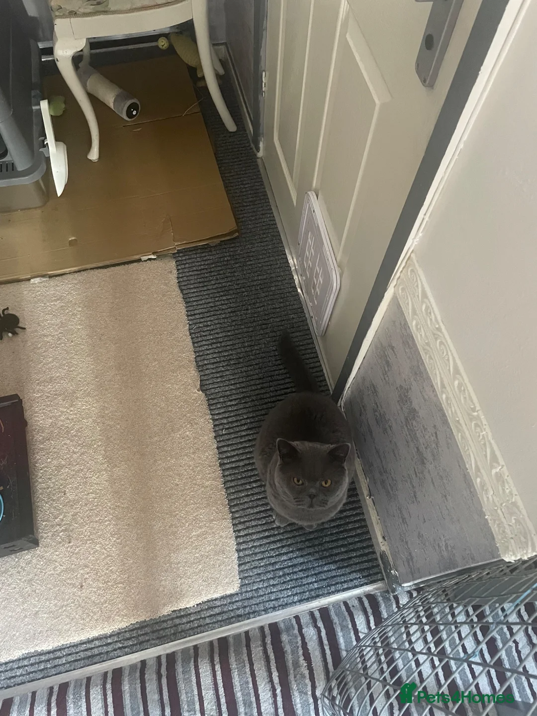 British Shorthair cats for sale: Blue British short hair  in Warwick - Advert 5