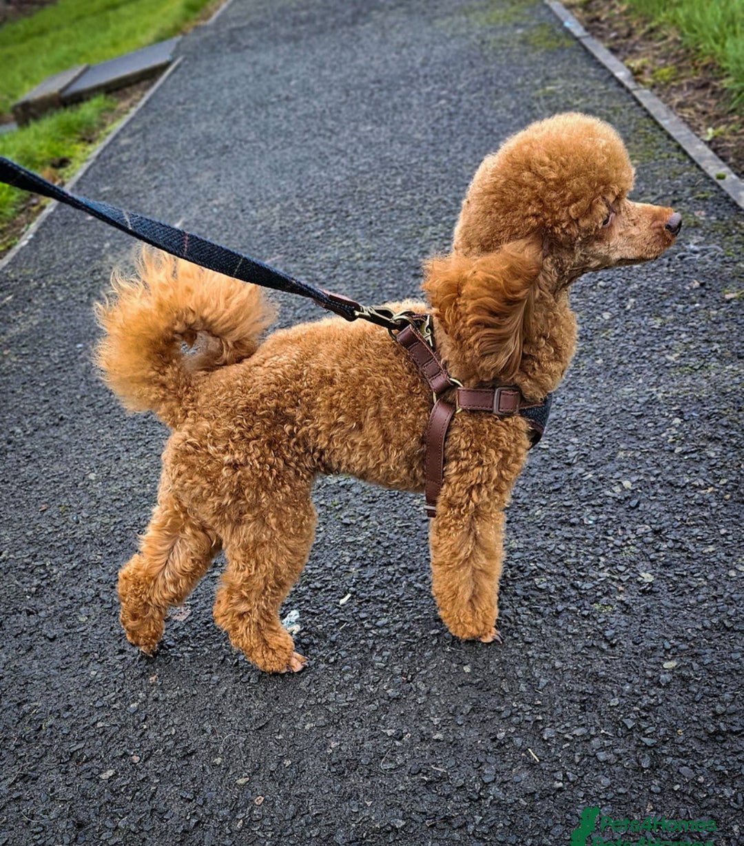 Cockapoo dogs for sale: ⭐️Exceptional litter - Cockapoo F1BB⭐️ - Image 14