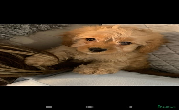 Cavapoo dogs - Advert 4
