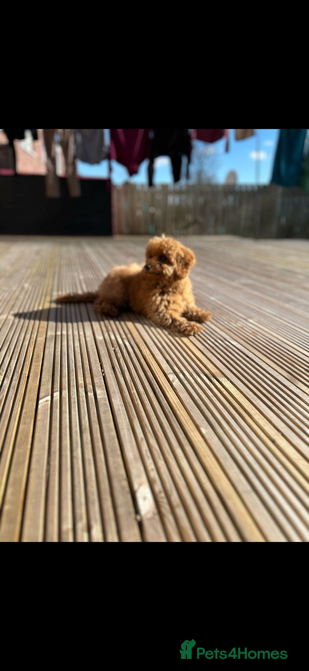 Maltipoo dogs for sale: 1 year old male Maltipoo - Advert 2