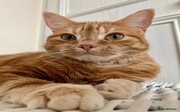 Domestic Shorthair cats for sale: Rehome Cats  - Image 4