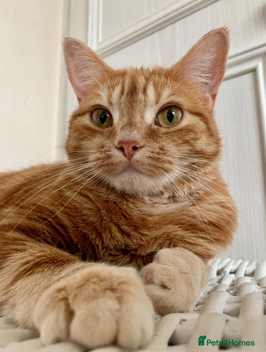 Domestic Shorthair cats for sale: Rehome Cats  - Image 4
