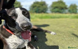 Mixed Breed dogs for adoption: TROOPER in Ashbourne - Image 9