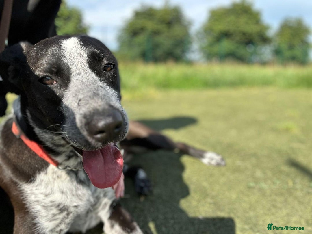 Mixed Breed dogs for adoption: TROOPER in Ashbourne - Image 9