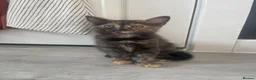 Mixed Breed cats for sale: Very sweet kittens - Advert 14