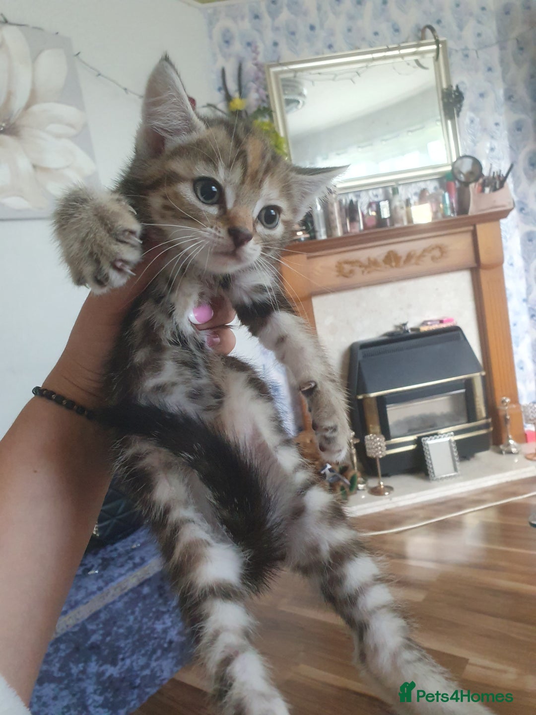 Mixed Breed cats for sale: Miss sijanda  - Image 28