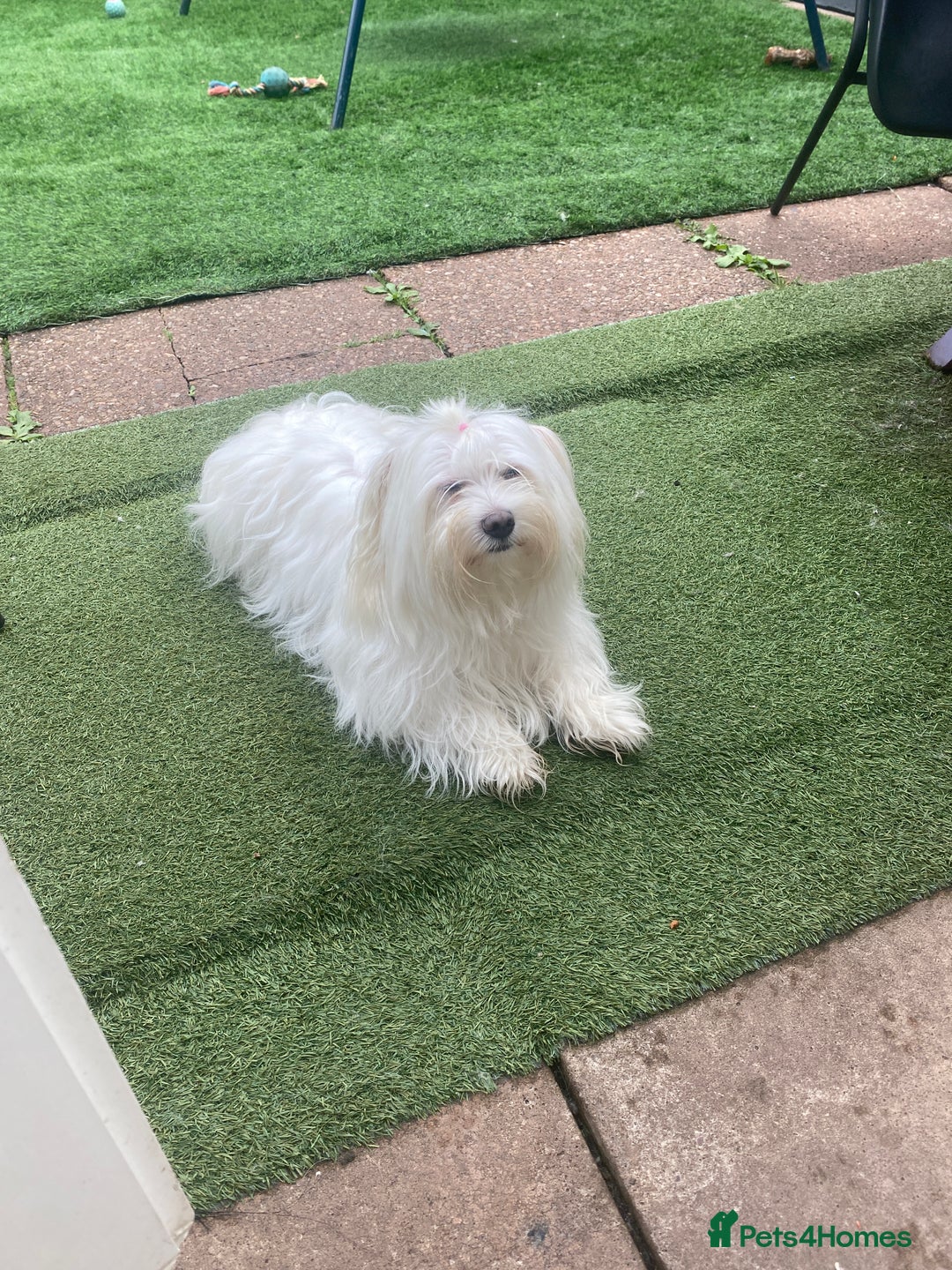 Maltese dogs for sale: Stunning Purebred Maltese Puppies Ready 17th Sept - Image 20