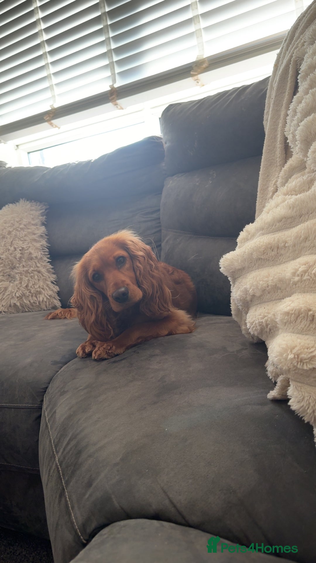 Cockapoo dogs for sale: F1 Cockapoos - Advert 8