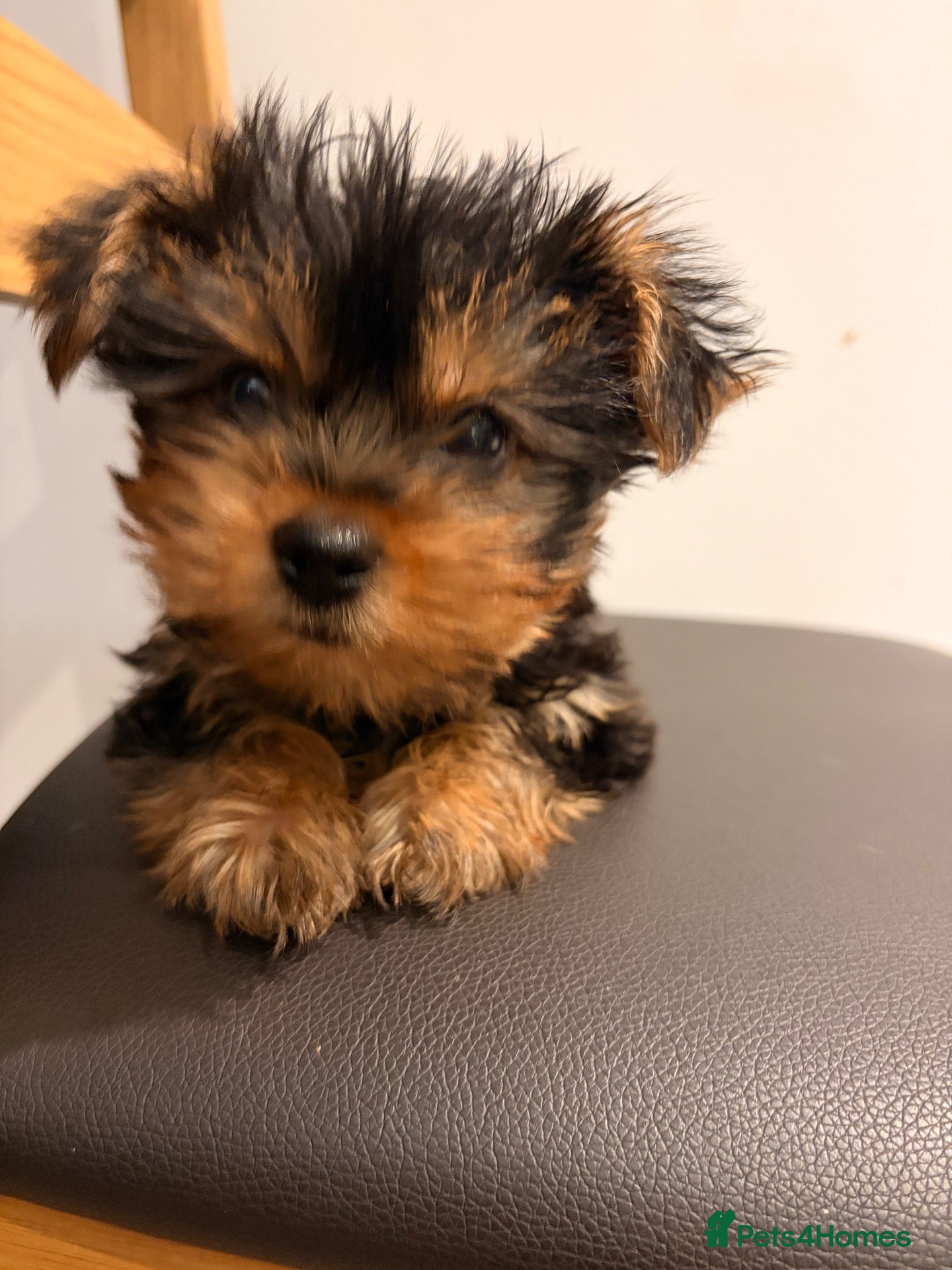 Yorkshire Terrier dogs Yorkshire Terrier BOY ONLY - Advert 1