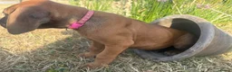 Rhodesian Ridgeback dogs for sale: Rhodesian Ridgebacks Ready to go - Advert 3