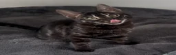 Bengal cats for sale: Exceptional kittens in silver, brown and charcoal - Advert 10