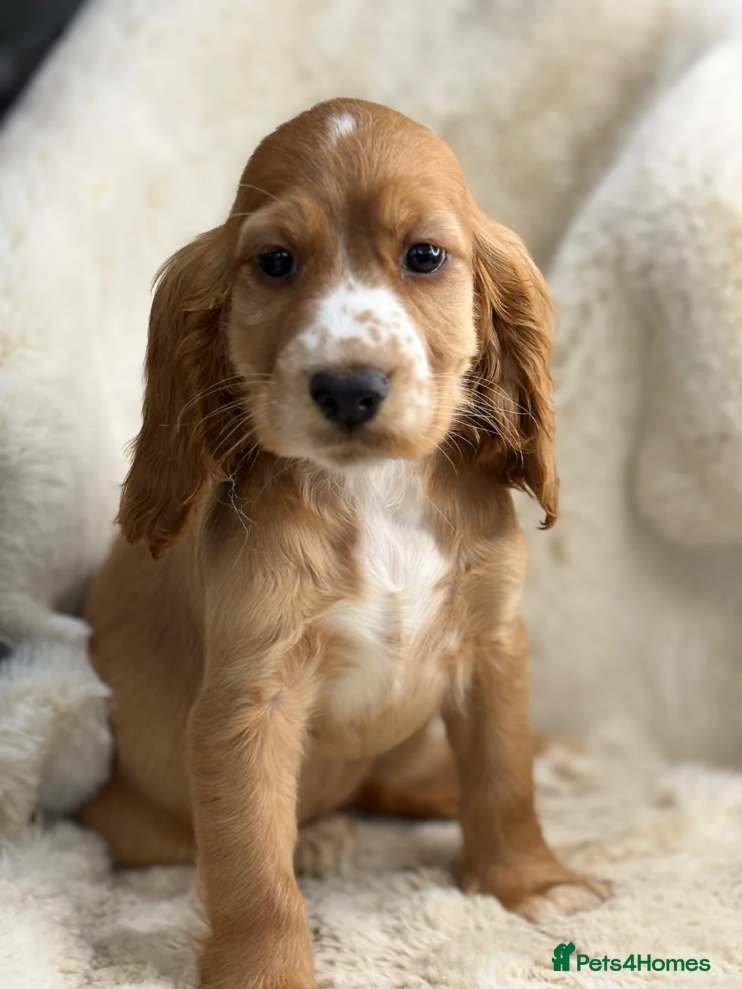 Cocker Spaniel dogs for sale: Stunning show cocker spaniel puppies   - Advert 26