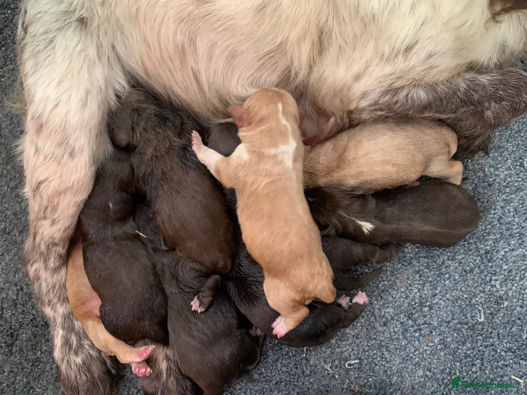 Cocker Spaniel dogs for stud: Chocolate and tan Experienced PROVEN stud - Advert 5