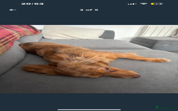 Mixed Breed dogs for sale: Bear  - Image 3