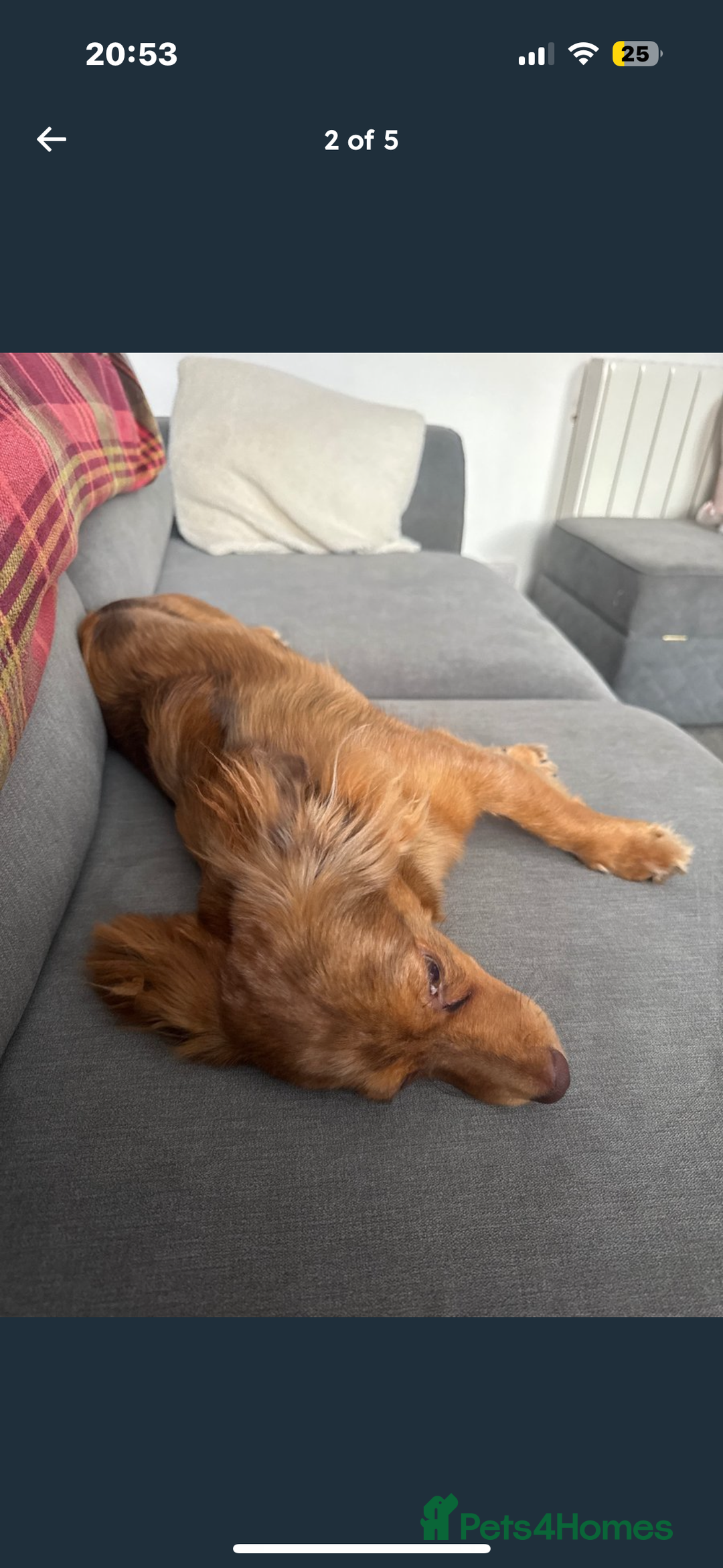 Mixed Breed dogs for sale: Bear  - Image 3