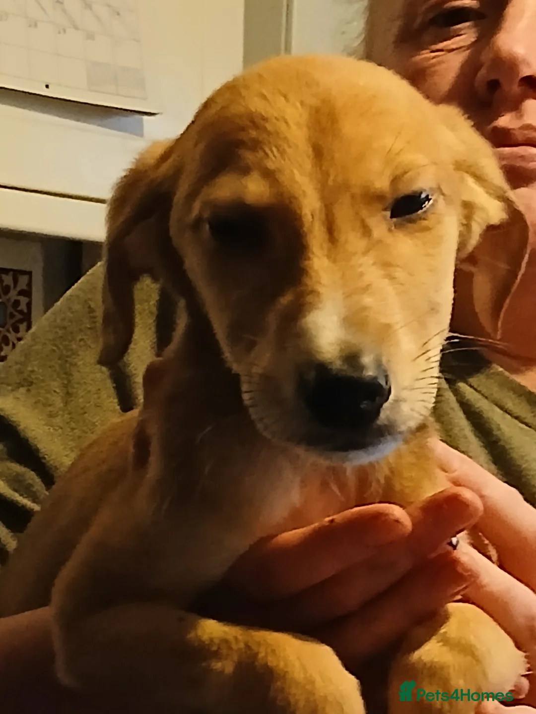 Mixed Breed dogs for sale: Three beautiful deerhound x greyhound  - Advert 3