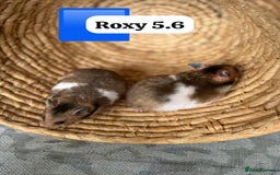 Hamster rodents for sale: Beautiful baby hamsters. Syrian and Russian Dwarf - Image 8