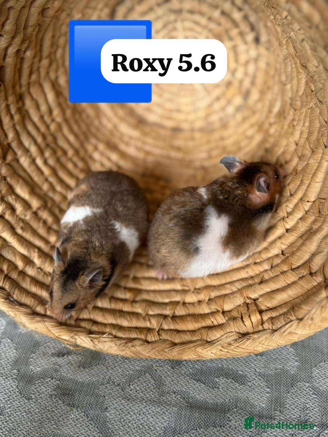 Hamster rodents for sale: Beautiful baby hamsters. Syrian and Russian Dwarf - Image 8