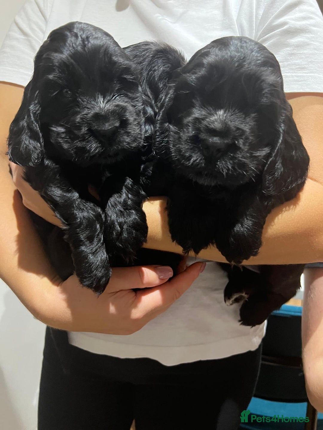 Cocker Spaniel dogs for sale: Show Type Cocker Spaniel  - Advert 23