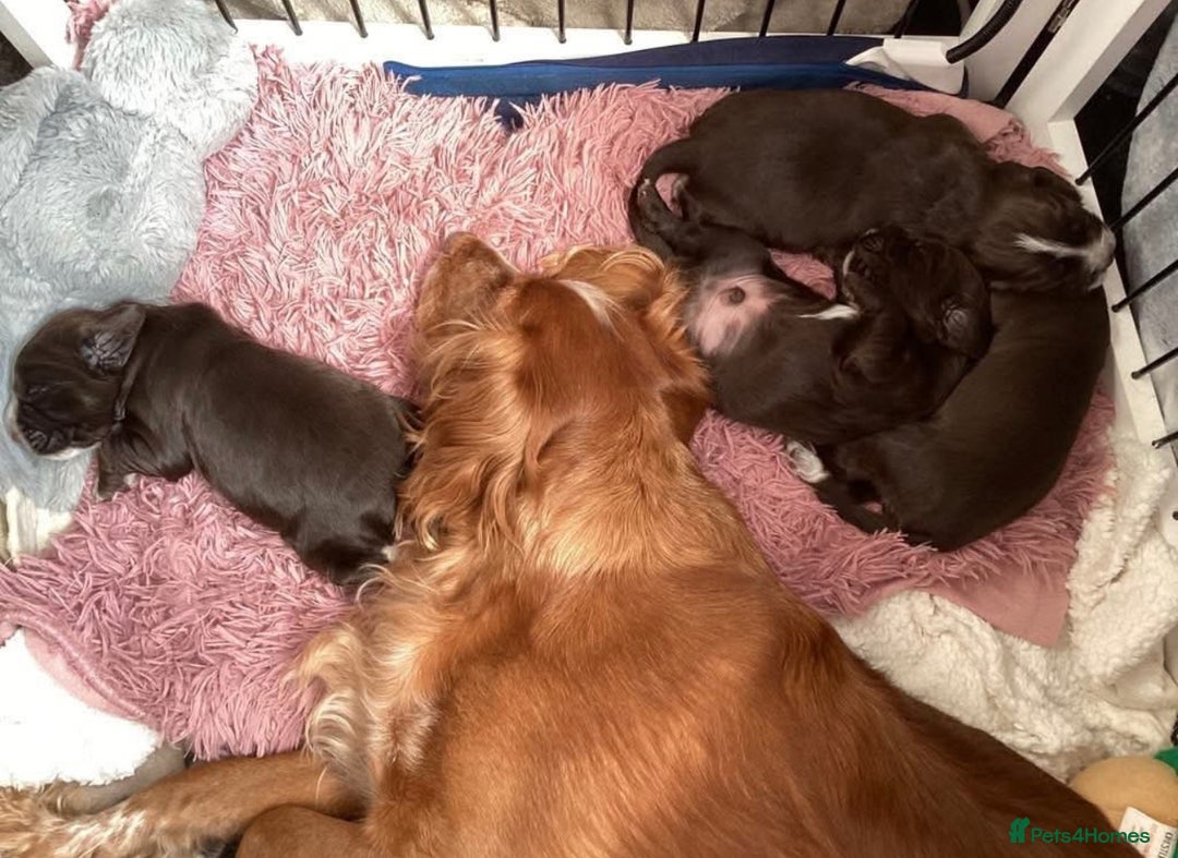 Cocker Spaniel dogs for sale: Lola  - Image 8