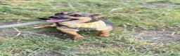Mixed Breed dogs for adoption: ❤️Bonnie❤️- 1-year-old small size lovely girl - Advert 5