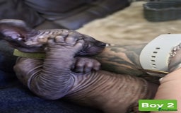 Sphynx cats for sale: 🌟 Sphynx Kittens – 5 Friendly Boys Ready Soon! 🌟 - Image 17