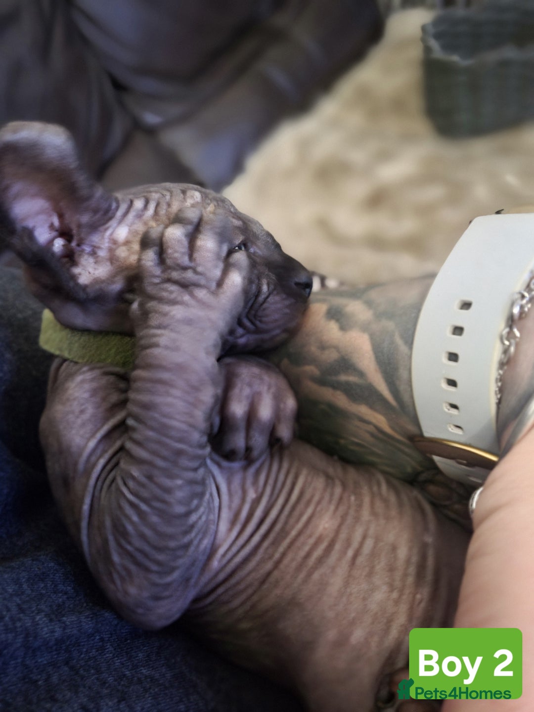 Sphynx cats for sale: 🌟 Sphynx Kittens – 5 Friendly Boys Ready Soon! 🌟 - Image 17