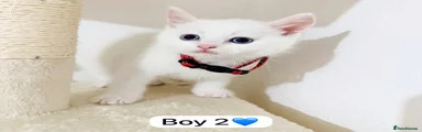 Boy 2