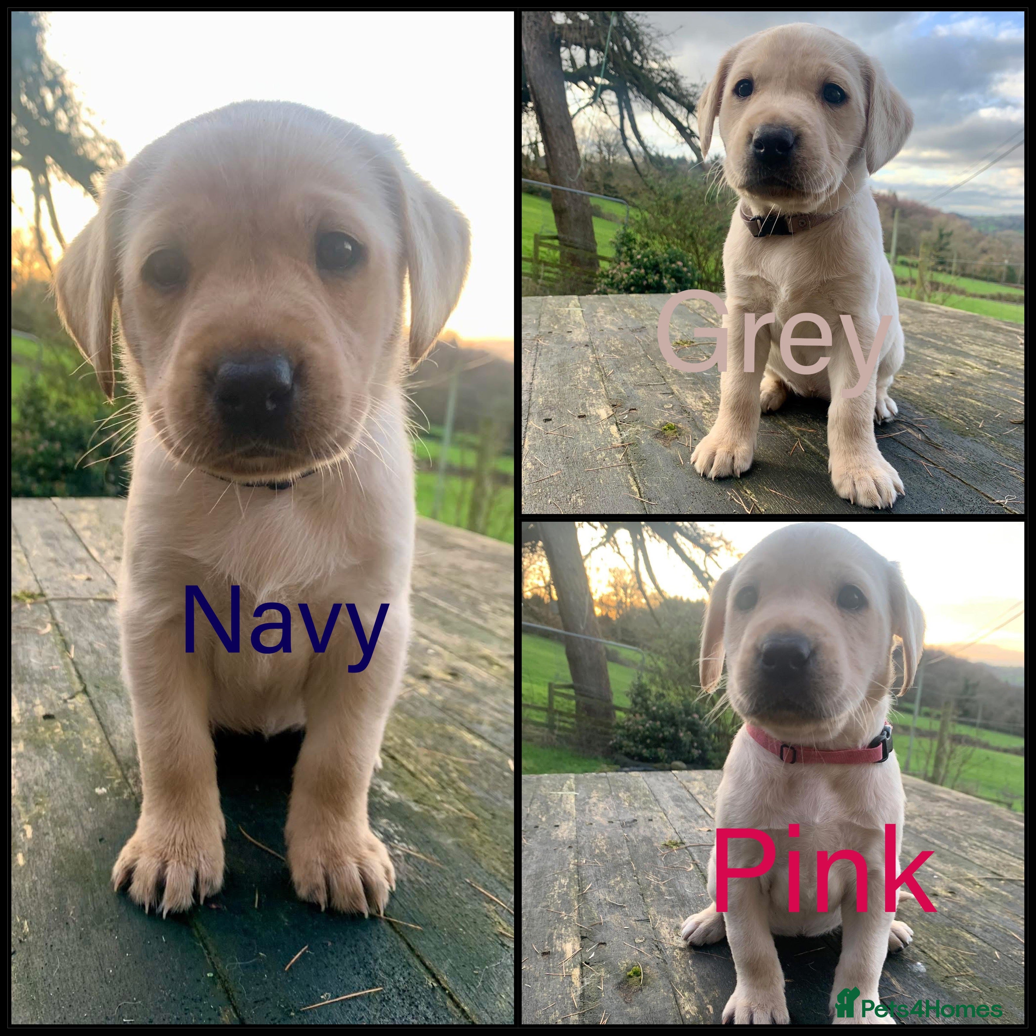 Labrador Retriever dogs KC registered yellow working type Labrador puppies - Advert 15