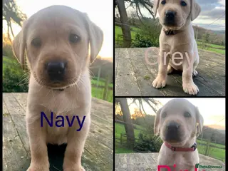 Labrador Retriever dogs KC registered yellow working type Labrador puppies - Advert 15