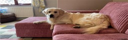 Golden Retriever dogs for stud: Stunning KC registered, Golden Retriever  in Sleaford - Advert 13