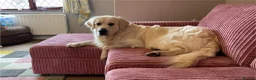 Golden Retriever dogs for stud: Stunning KC registered, Golden Retriever  in Sleaford - Advert 13